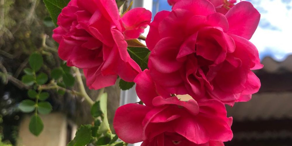 WhatsApp Image 2026-01-28 at 11.44.23 (2)